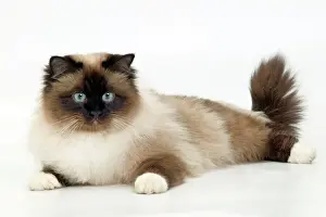 Personal Use Cat Pictures Imprime: Cat - Birman