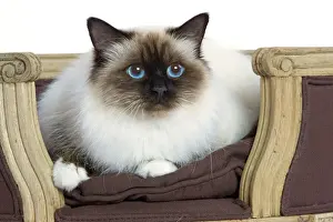 Impresiones de La 5993 Gato - Birmana En estudio de Jean Michel Labat Señala que las impresiones son para fines personales y pueden no ser reproducidas en ninguna forma Gatos (domésticos) Imprime: Gato - Burmésa en estudio