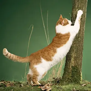 Domestic Cat Behavior Imprime: Cat - clawing at tree, using as scratching post