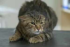 Feline Portrait Photography Imprime: Cat Crouching down