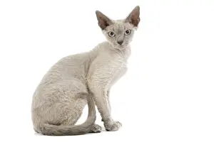 White Background Studio Cats Imprime: Cat - Devon Rex - blue - in studio