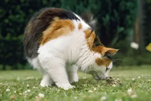 Unique Home Decor Ideas Imprime: Cat - & Frog