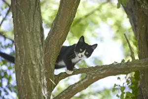 Personal Use Only Artwork Imprime: Cat Kitten in tree