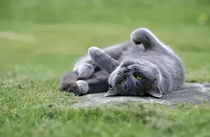 John Daniels Wildlife Photographer Imprime: Cat - lying on its back