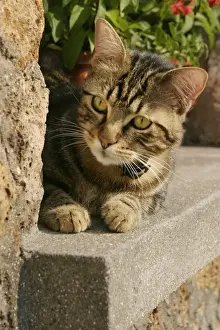 Personal Use Cat Pictures Imprime: Cat Lying on ledge