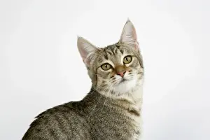 Personalized Pet Decor Ideas Imprime: Cat - Pixie-Bob