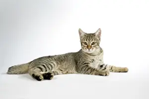 Pixie Bob Imprime: Gato - Bobalina de pixie acostado