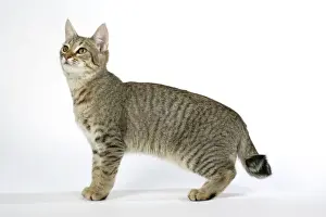 Domestic Cat Photography Imprime: Cat - Pixie-Bob looking up