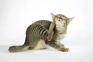 Home Decor With Pets Imprime: Cat - Pixie-Bob scratching