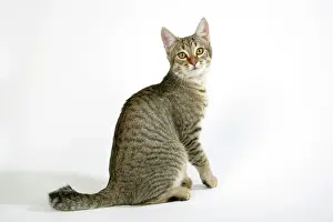 Pixie Bob Imprime: Gato - pixie-bob sentado mirando alrededor