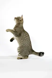 Pixie Bob Imprime: Gato - pixie-bob de espaldas en patas traseras