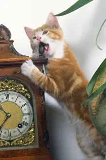 John Daniels Wildlife Photos Imprime: Cat - playing