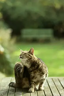 Ardea London Prints Imprime: Cat - scratching