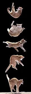 Jean Michel Labat Prints Imprime: Cat Sequence of falling cat