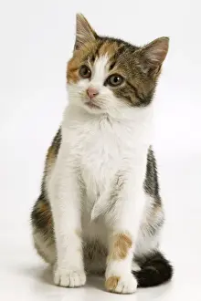 Personal Use Pet Prints Only Imprime: Cat - Sitting down