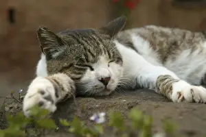 Feline Art Prints Imprime: Cat Sleeping