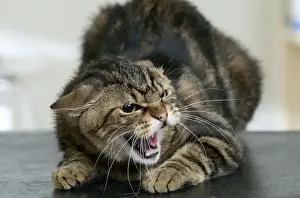 Personal Use Cat Pictures Imprime: Cat Snarling