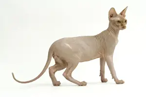 Unique Pet Photography Ideas Imprime: Cat - Sphinx