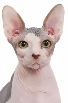 Hairless Cat Breeds Imprime: Cat - Sphinx in studio