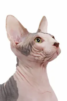 Gato Imprime: Gato - Fénix en estudio