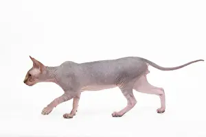 Impresiones de LA-6535 Gato - Fénix en estudio de Jean-Michel Labat Señala que las impresiones son solo para uso personal y no pueden ser reproducidas de ninguna manera Imágenes fechadas en septiembre de 2009: Gato - Fénix en estudio