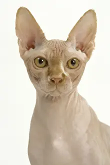 Sphynx Cat Breed Imprime: Cat - Sphynx