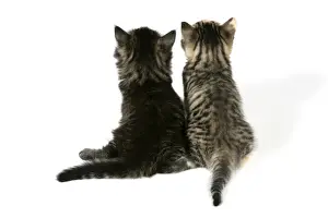Pet Photography Art Imprime: Cat - Back view of two kittens