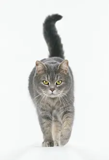 Animal Portrait Art Imprime: Cat Walking towards camera