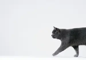 Personal Display Art Prints Imprime: Cat Walking sequence G2