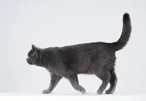 Cat Photography Prints Imprime: Cat Walking sequence G5