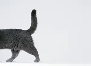 Pet Photography Art Prints Imprime: Cat Walking sequence G8
