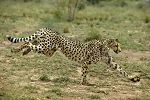 Impresiones de WAT-8018 Cheetah - corriendo Nambia, África Acinonyx jubatus M Guepardo Imprime: Cheetah de Namibia