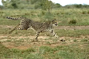 Cheetah de Namibia