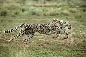 Impresiones de Wat-7885 Cheetah - corriendo Namibia, África Acinonyx jubatus M Guepardo Imprime: Cheetah de Nambia