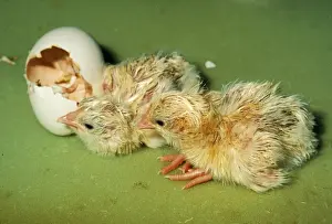 Personal Display Artwork Imprime: Chicken Hatching