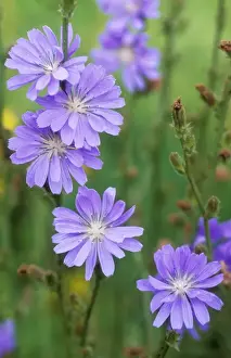 Cichorium Intybus Images Imprime: Chicory