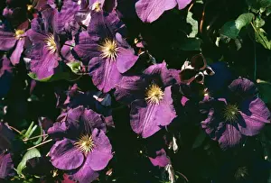Clematis Flowers Imprime: Clematis