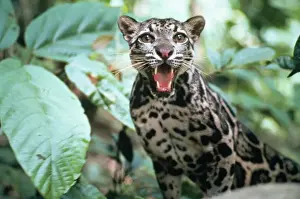 Clouded Leopard Imprime: Clouded Leopard