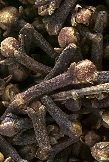 Spice Plant Photography Imprime: Cloves