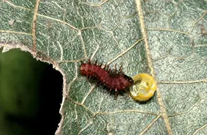 Australian Insect Photography Imprime: CLY02001