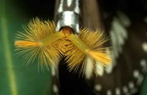 Male Butterfly Species Imprime: CLY02012