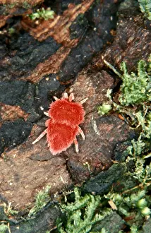 Australian Arachnids Imprime: CLY02065