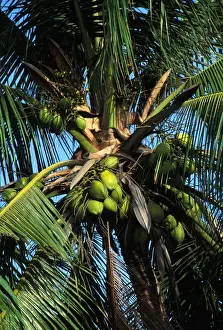 Coconut Palm Tree Photo Imprime: Coconut Tree