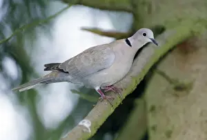 Collared Dove Imprime: Collared Dove