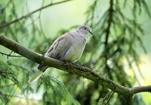 Collared Dove Imprime: Collared Dove - In tree