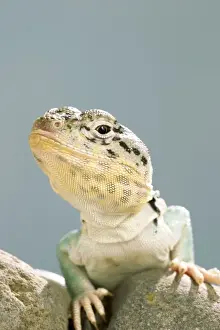 Close Up Reptile Images Imprime: Collared Lizard Front view, close up