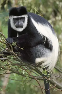 Impresiones de Monkeys colobos negros y blanco USH-611 - en un árbol Colobo Angoleño Imprime: Monayo colobo