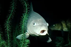 C Imprime: Peces común de carpa