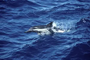Marine Mammal Pictures Imprime: Common dolphin