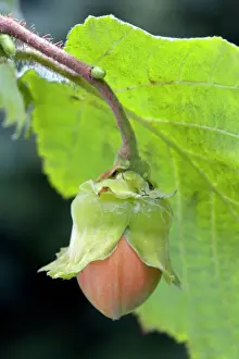 Common Hazel Imprime: Common Hazel - hazelnut
